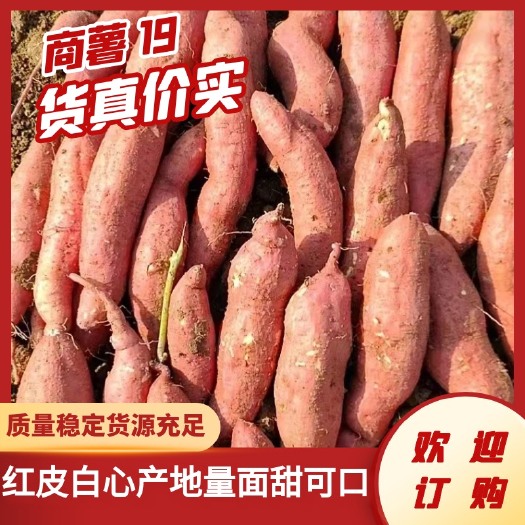 禹州市商薯19红皮白心产地 口感面甜可口