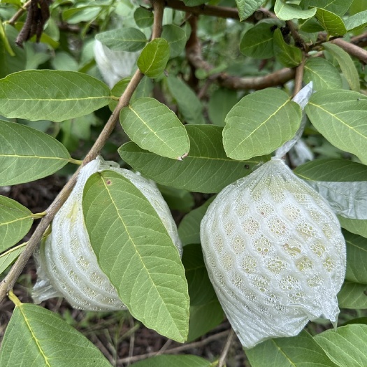 凤山县番石榴鲜果