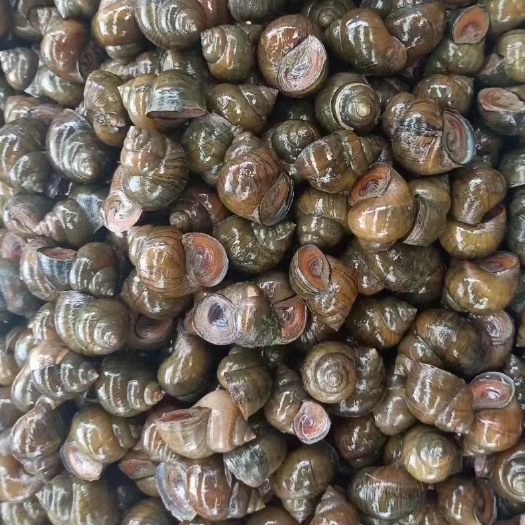 潜江市新鲜螺蛳