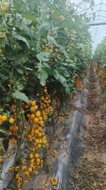 旬邑县高山初恋圣女果