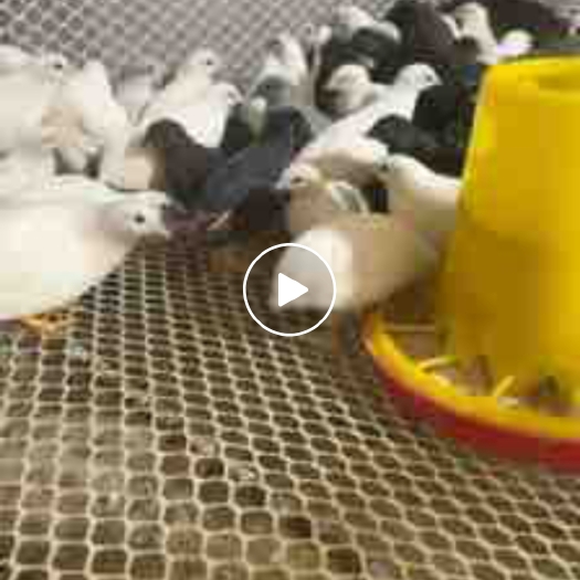 阜宁县芦丁鸡、网红鸡