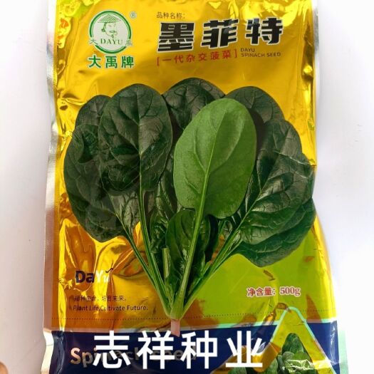 华容县大禹墨菲特菠菜种子墨绿色耐寒抗病耐抽苔大圆叶菠菜籽春秋播