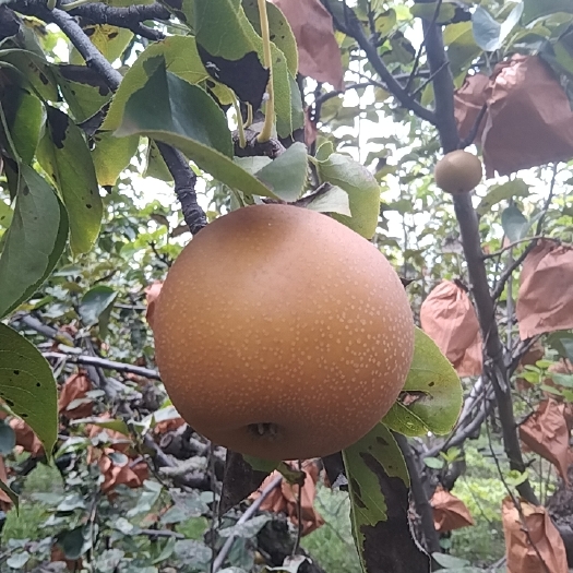阳信县梨