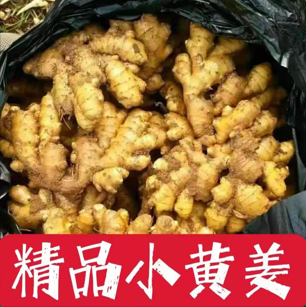 桐梓县【承诺-坏烂全赔】精品小黄姜/保质保量/全国整车/物流发货