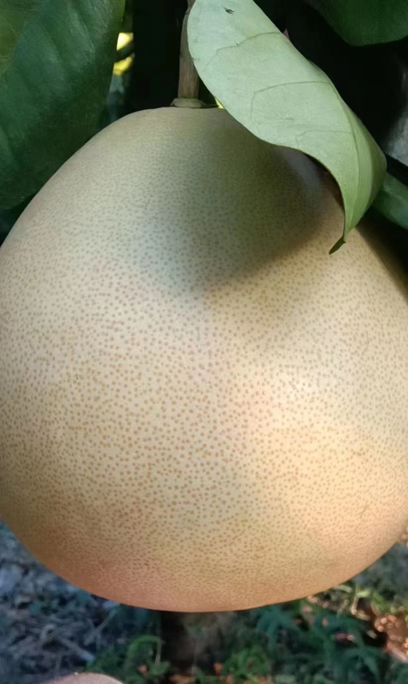 福建平和琯溪蜜柚，三红柚 红柚 白柚子口感清甜水分充足