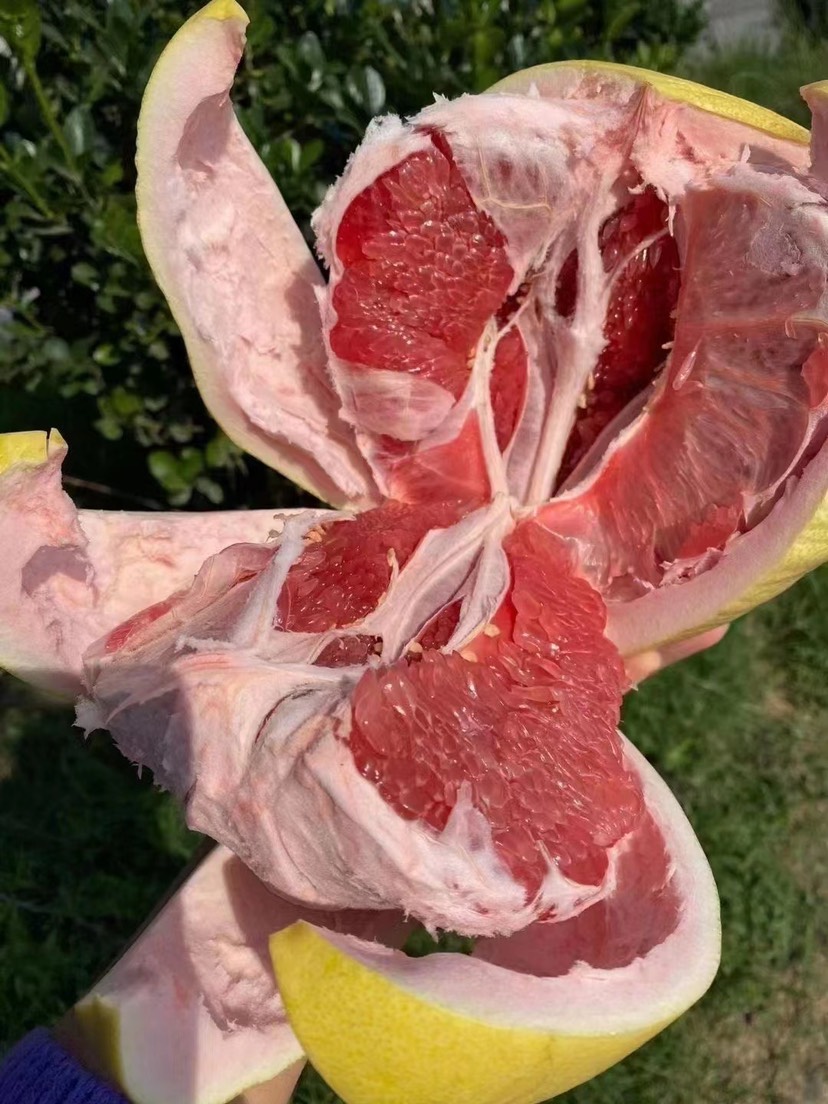 福建平和琯溪蜜柚，三红柚 红柚 白柚子口感清甜水分充足