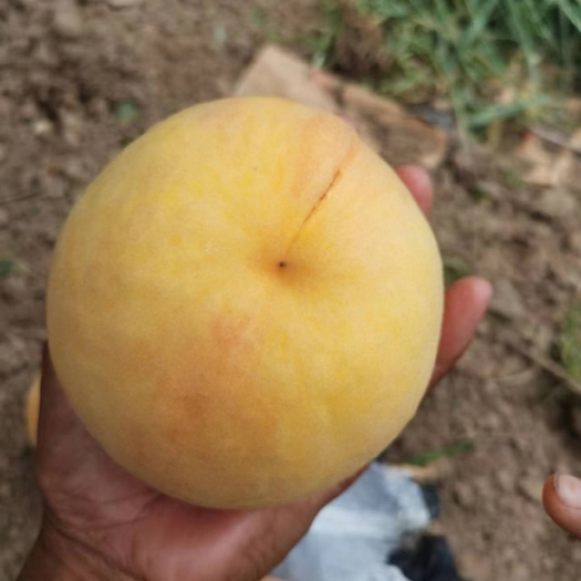 灵宝市黄金蜜5号