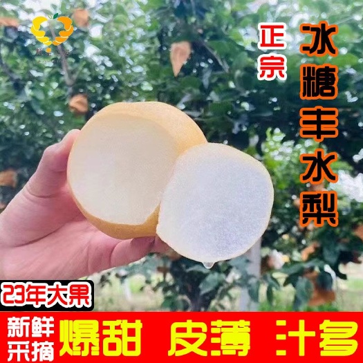 冠县【甄选包邮】丰水梨    现摘大果山东丰水梨