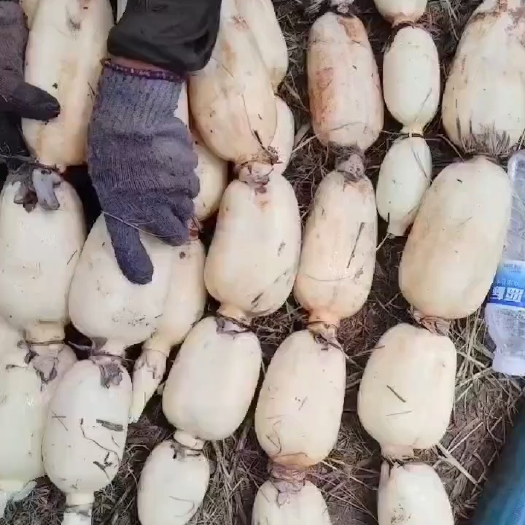 济宁精品莲藕