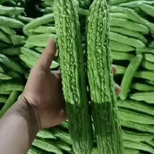 兰陵县山东兰陵精品苦瓜，大量有货，产地直发，保质保量，专业分拣，