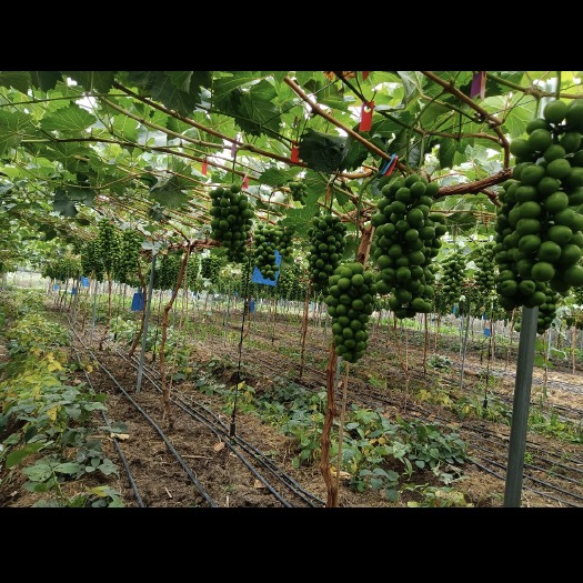 西昌市大凉山阳光玫瑰