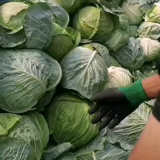 固原宁夏大头菜