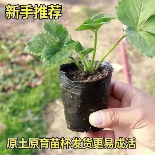 沭阳县奶油红颜草莓，大大草莓苗