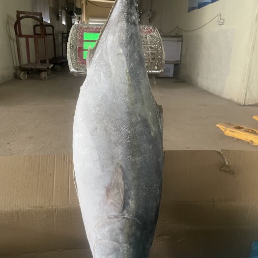 滨州鲜活速冻黄金鲅，肉质饱满，品相好！送礼 值得推荐，一手货源