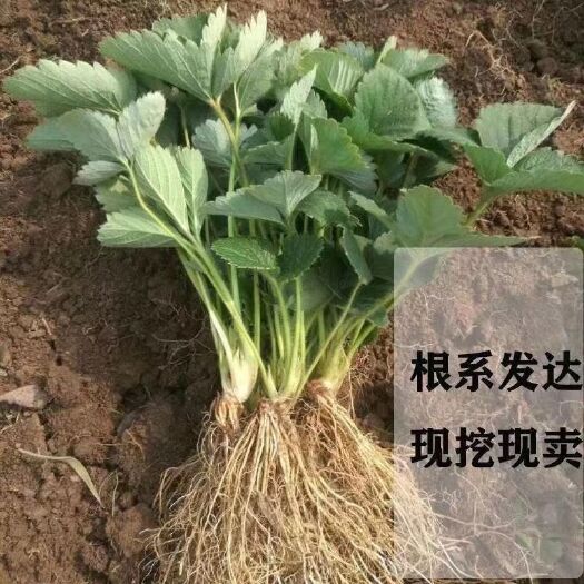 沭阳县【四季结果】奶油草莓秧苗盆栽四季阳台种植南方北方种植当年结果