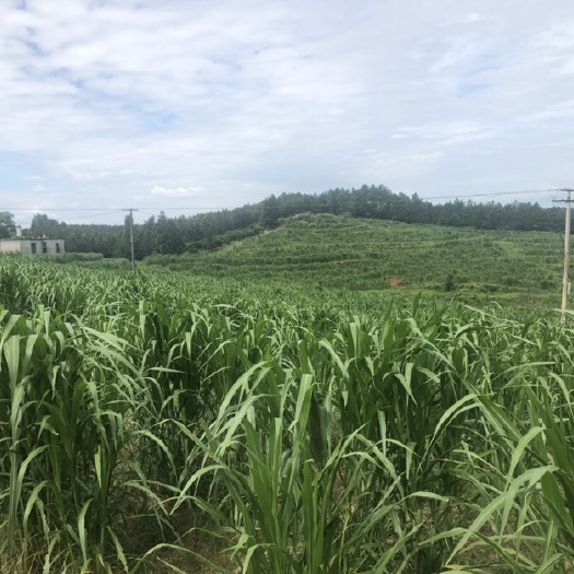 建宁县价格便宜的牧草青贮，糖分高。