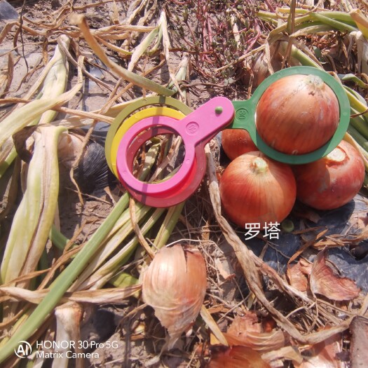 酒泉出口  洋葱 5-8  6-9   规格可选