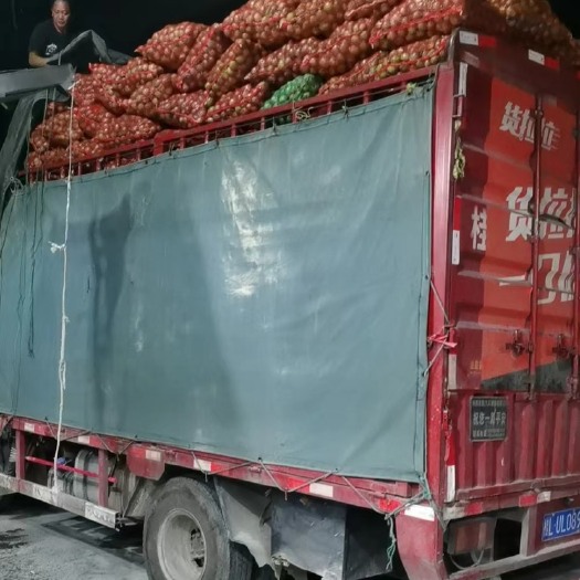 马关县百香果工厂果汁果，市场果电商果产地实力供应日供50-100吨
