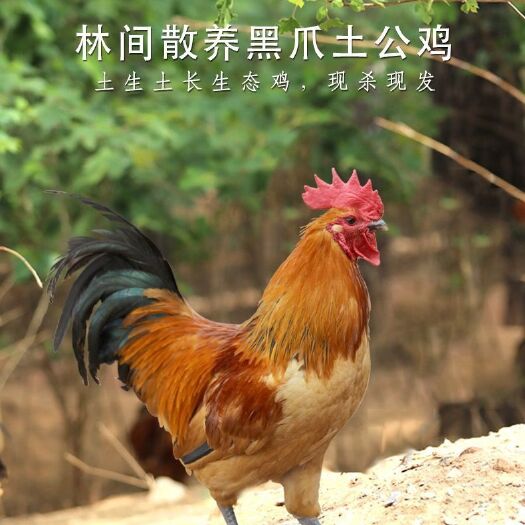青岛散养跑山鸡-肉质鲜美细嫩，无激素纯粮食喂养