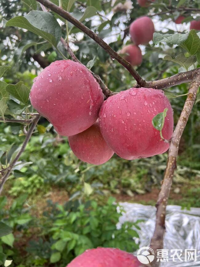 糖心苹果  （同行免打扰  面诉不雅）