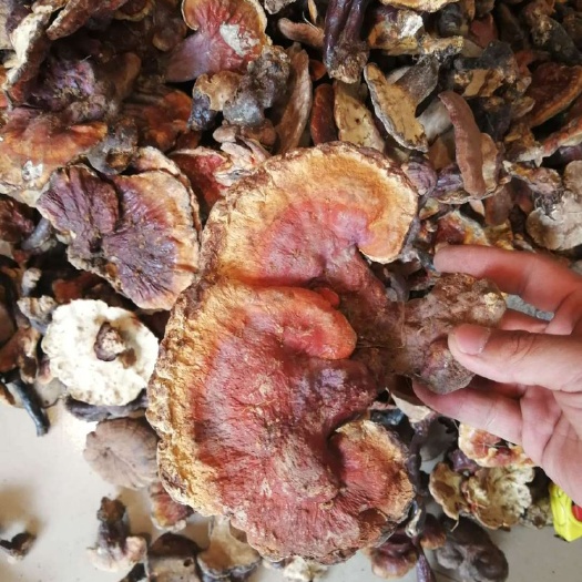 勐腊县赤灵芝 赤芝 赤芝 红灵芝