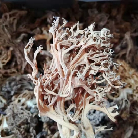 扫把菌 珊瑚菌 刷把菌 干货