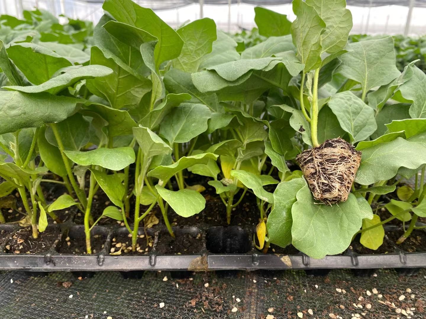 烧烤茄、植生，嫁接苗都有，全基质穴盆苗
