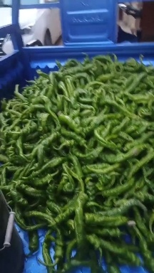 临洮县镙丝椒，陇椒