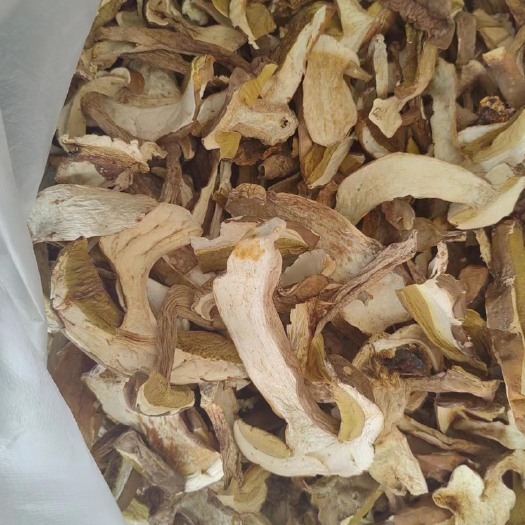 勐腊县牛肝菌 黄牛肝菌