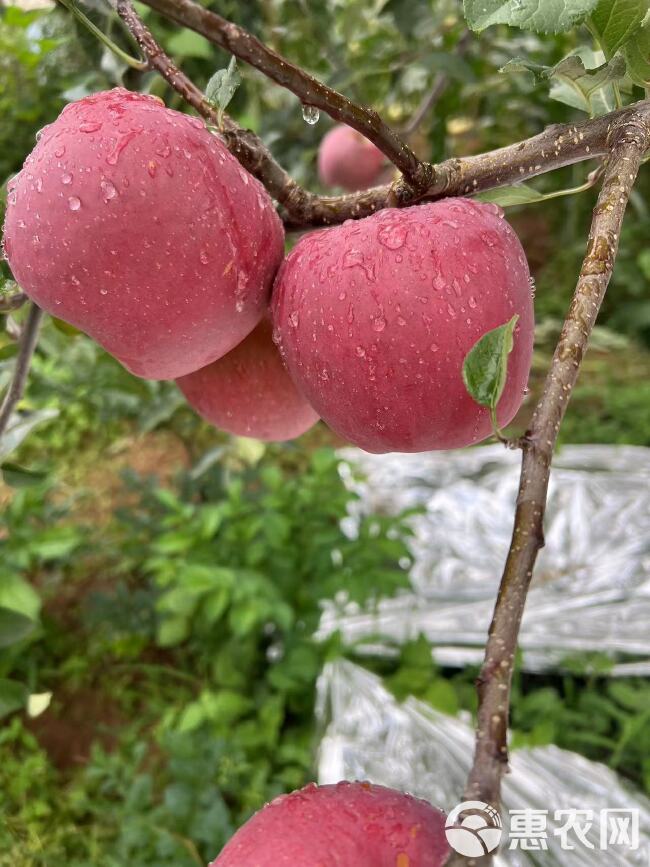 糖心苹果  （同行免打扰  面诉不雅）