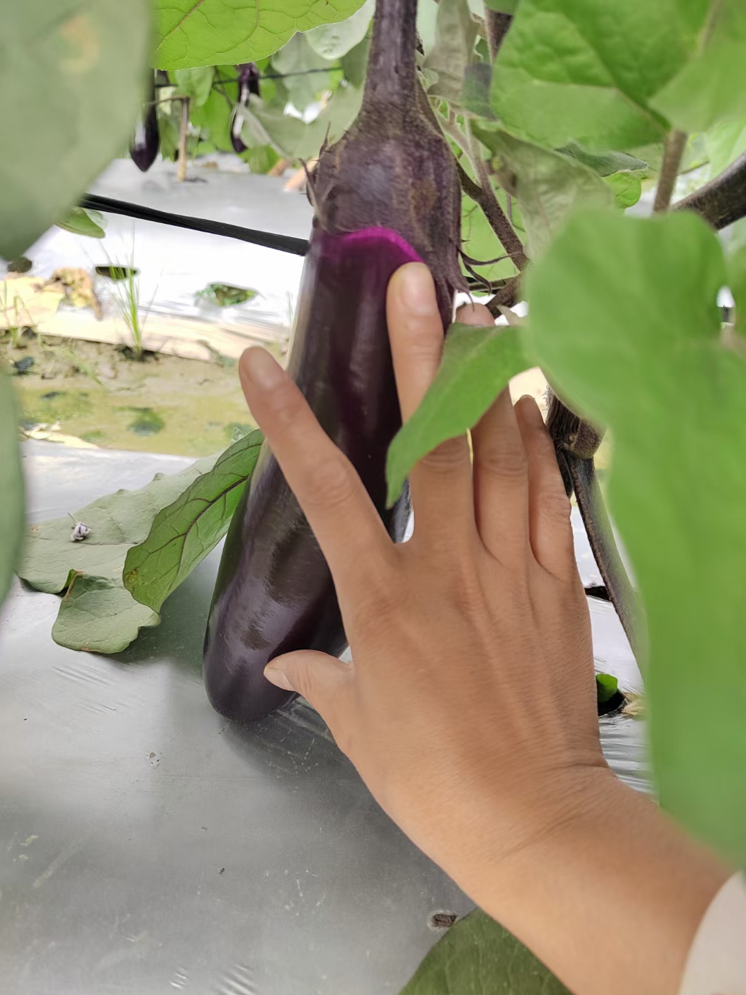 烧烤茄、植生，嫁接苗都有，全基质穴盆苗