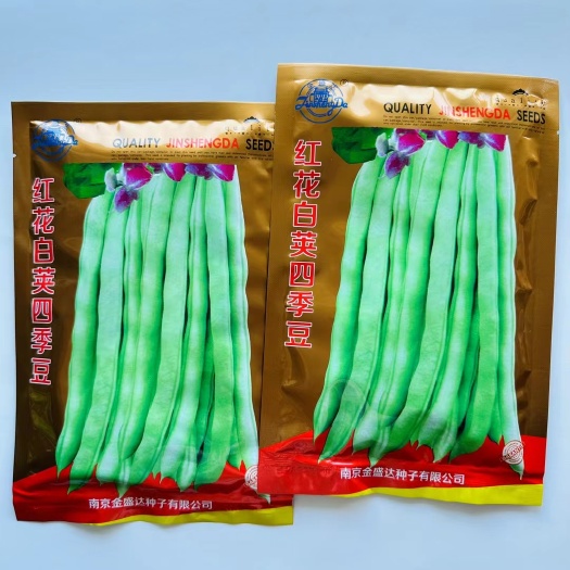 宿迁四季豆种子红花白荚四季豆种子