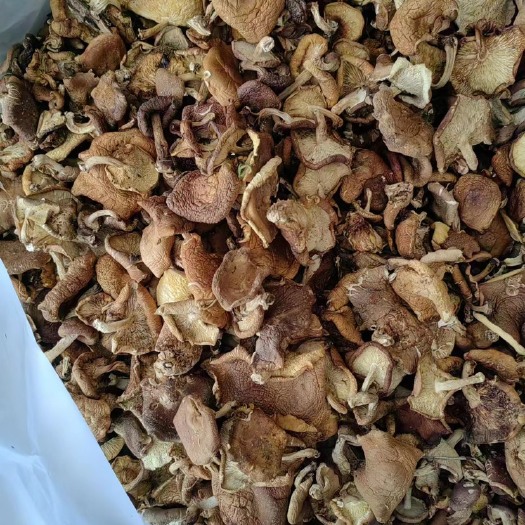 香菇 野生香菇