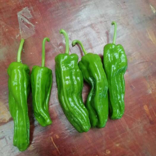 奉节鲜辣椒