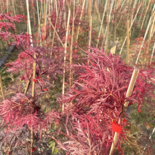 嵊州市羽毛枫小苗