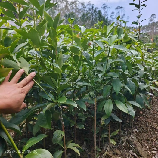 东荣八角嫁接苗，大红八角嫁接苗