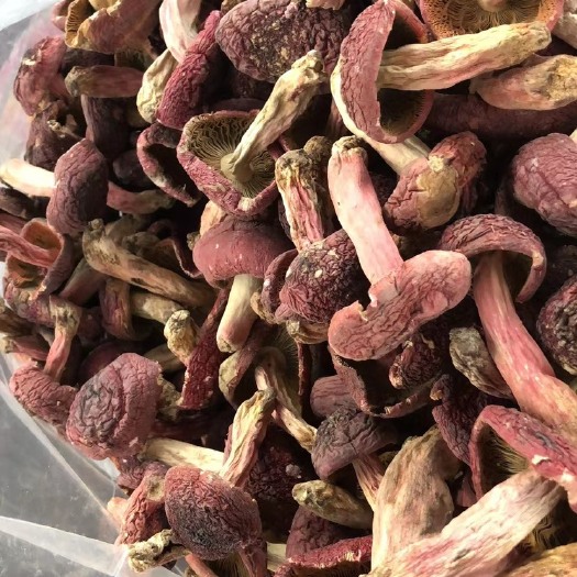 紅菇 大紅菌 正紅菇 開菇 菇丁 中統(tǒng)菇 標菇