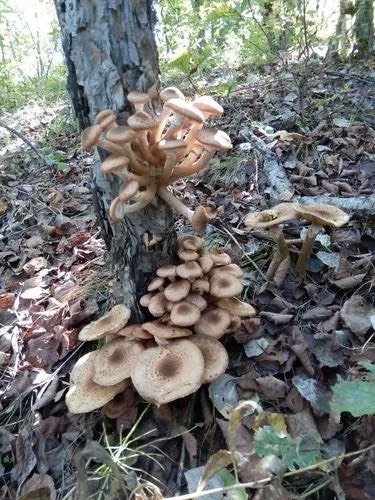 牡丹江新鲜榛蘑