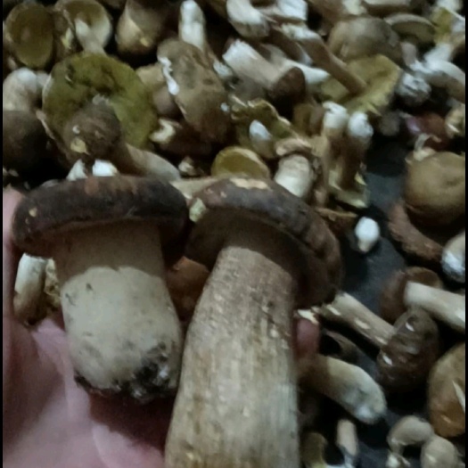 石泉县纯野生牛肝菌