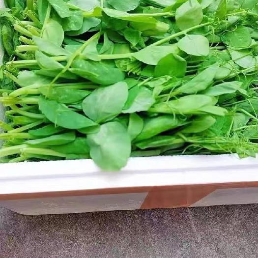 成都全年现货豌豆尖（主打反季节）