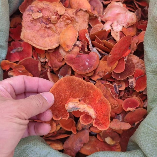勐腊县红栓菌   血红栓菌   朱红栓菌 产地批发