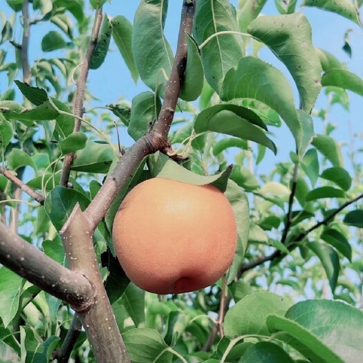 上海南汇翠冠梨