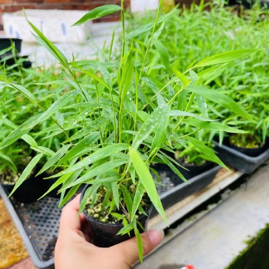 漳州姬翠竹48装