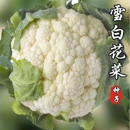 越冬雪丰150天花菜种子