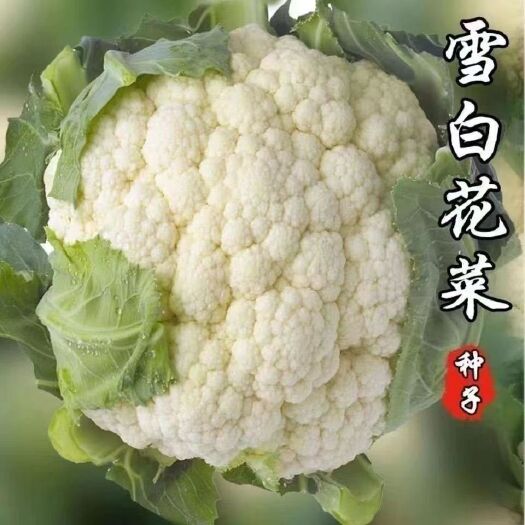 武汉越冬雪丰150天花菜种子