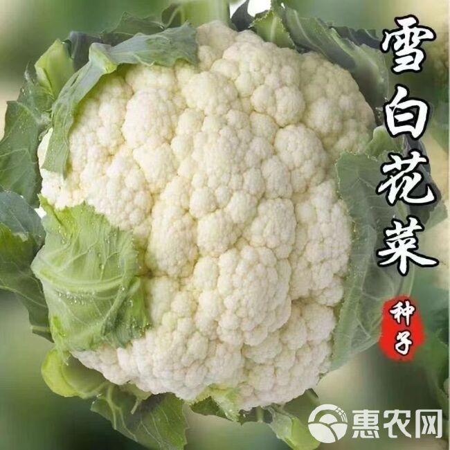 越冬雪丰150天花菜种子