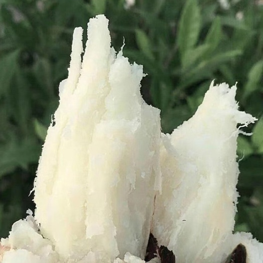 临漳县沙地白心商薯19