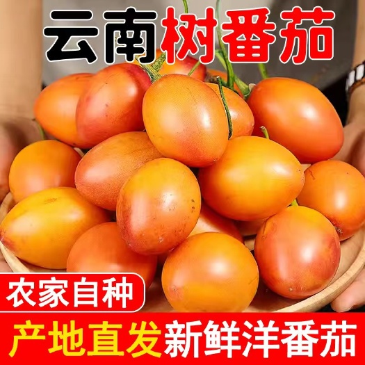 西畴县云南树番茄