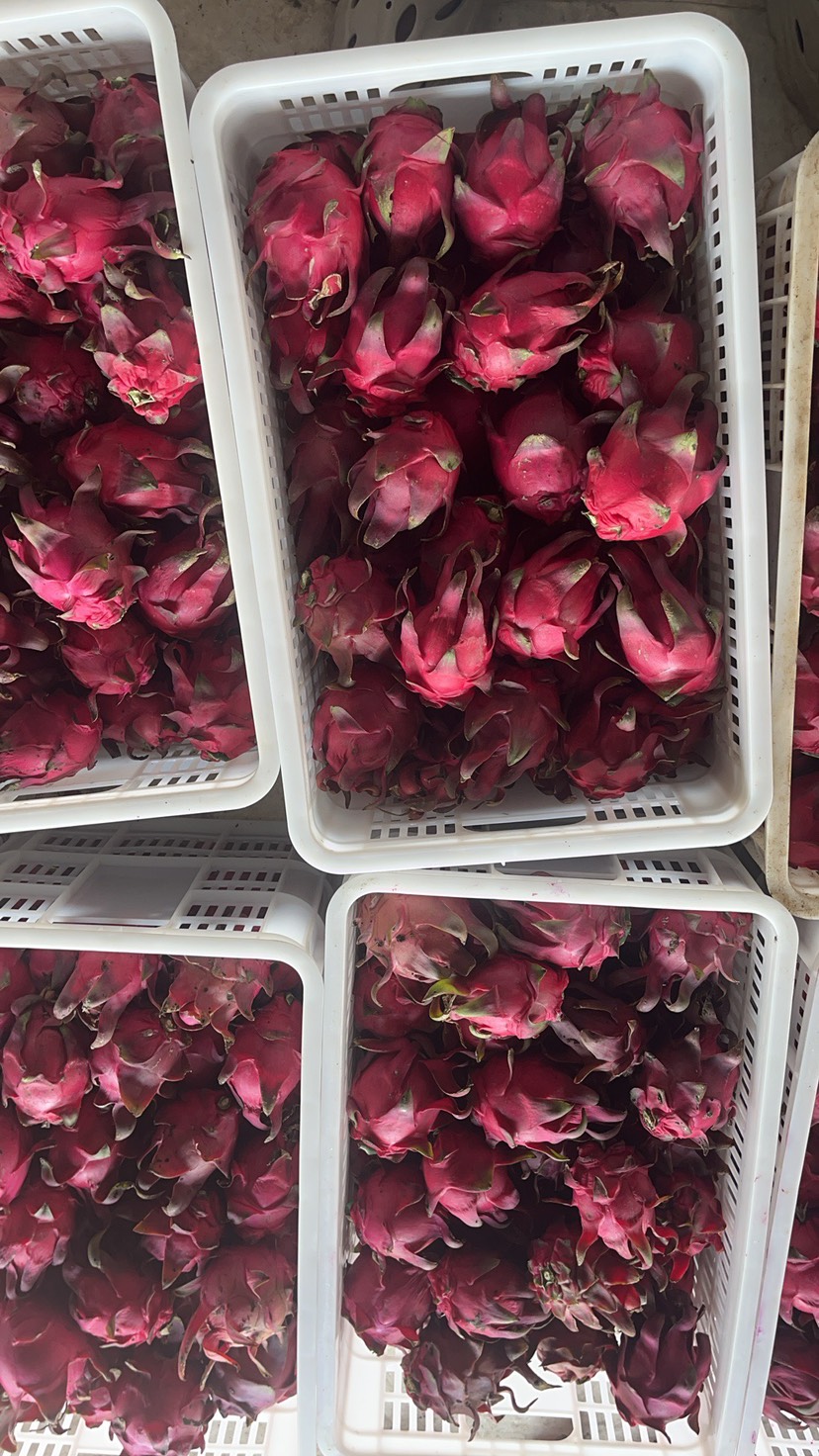 火龙果干  片大