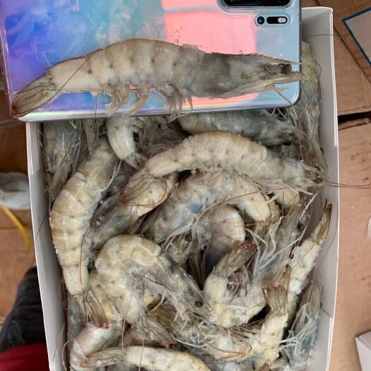青岛盐冻大虾1.5kg*6，批发一件代发